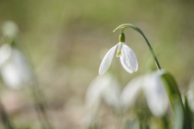 kardelen çiçek bulanık arka plan, metin için yer.