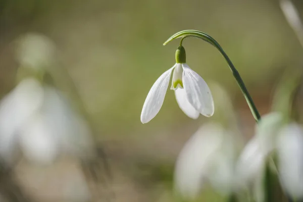 Snowdrop flor contra fundo embaçado, lugar para texto . — Fotografia de Stock