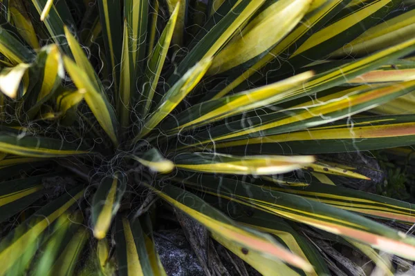 Hojas de yuca variegata al sol . —  Fotos de Stock