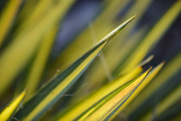 Foglie di yucca variegata al sole . — Foto Stock