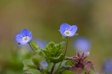 Sağlık speedwell kapatmak karşı bulanık arka plan.