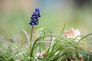 Tek Muscari bulanık bir rüya gibi arka planda izole.