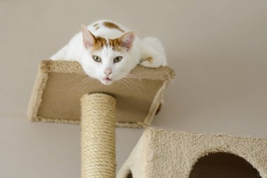 kedi merakla kameraya bakarak bir kedi ağaç üzerinde.