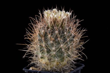 Siyah izole çiçekli kaktüs Ancistrocactus brevihamatus.