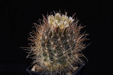 Siyah izole çiçekli kaktüs Ancistrocactus brevihamatus.