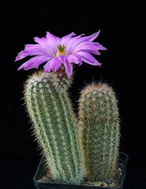 Kaktüs Echinocereus floresii siyah izole çiçek.