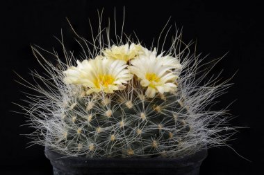 Kaktüs Pediocactus paradinei siyah izole çiçek.