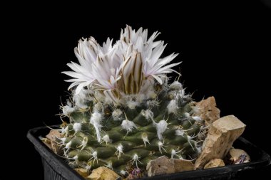 Kaktüs Turbinicarpus nieblae siyah izole çiçek.