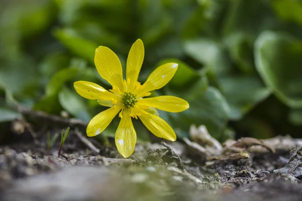 Zblízka žlutý květ, Orsej jarní nebo ranunculus ficari — Stock fotografie