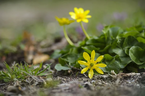 Zblízka žlutý květ, Orsej jarní nebo ranunculus ficari — Stock fotografie