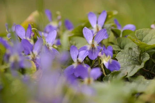 Gruppo di Viola selvatica sullo sfondo sfocato . — Foto Stock