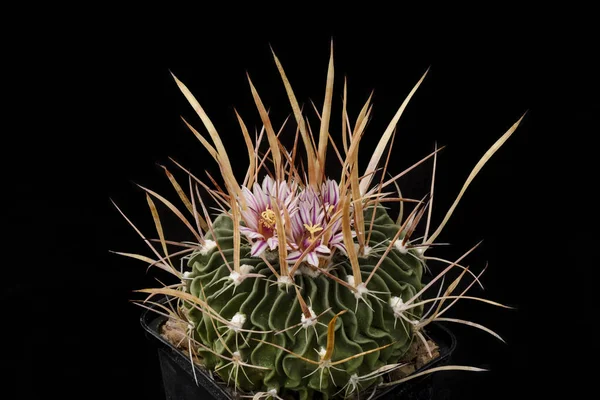 Cactus Echinofossulocactus brachycentrus with flower isolated on Black. — Stock Photo, Image