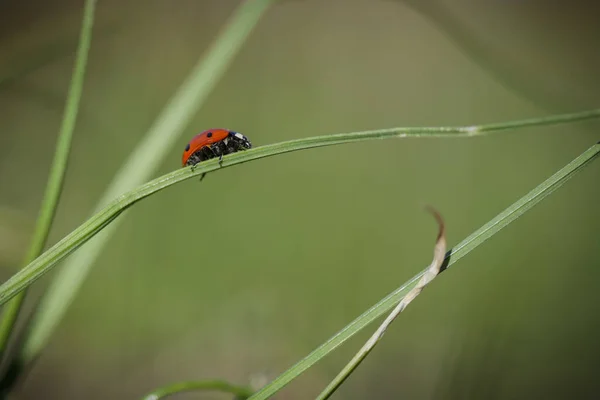 ぼやけて背景に芝生の上のてんとう虫 . — ストック写真