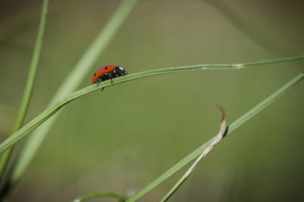 Marienkäfer im Gras vor verschwommenem Hintergrund . — Stockfoto