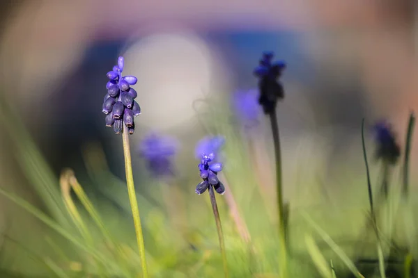 Κοντινό πλάνο Muscari λουλούδι φόντο θολή ονειρική. — Φωτογραφία Αρχείου