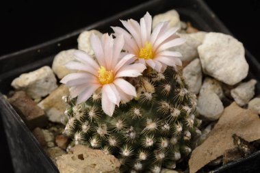Kaktüs Pediocactus knowltonii siyah izole çiçek.