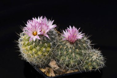 Kaktüs Gymnocactus knuthianus siyah izole çiçek.