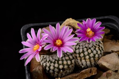 Cactus Turbinicarpus valdezianus with flower isolated on Black. clipart