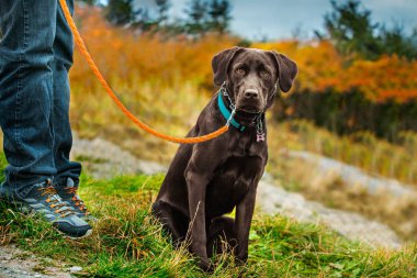 Broun labrador üstünde kira kontratı