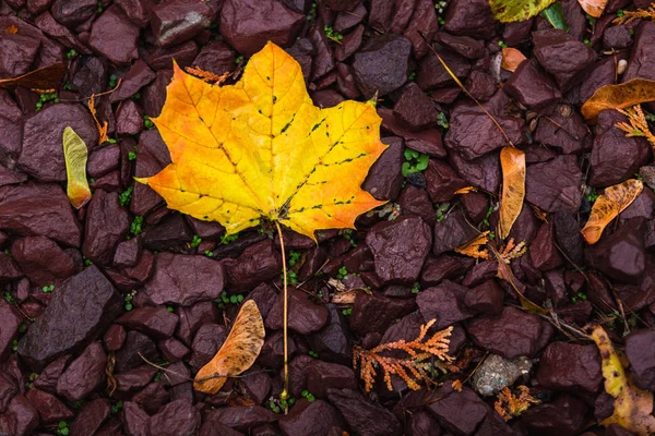 Autumn leafs background — Stock Photo, Image
