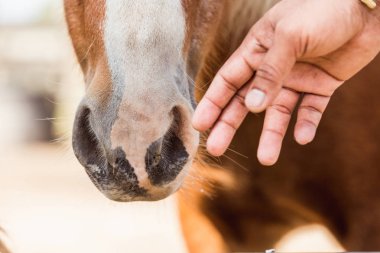 At nalı burun açık havada çiftlik kırsal yakın çekim yerli şirin