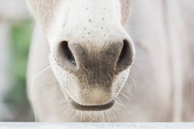 At nalı burun açık havada çiftlik kırsal yakın çekim yerli şirin