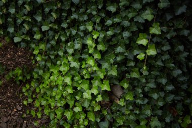 Yeşil otlar yapraklar arka plan ıslak yağmur sonrası