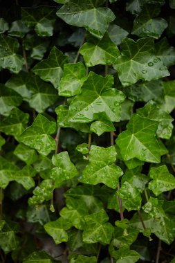 Yeşil otlar yapraklar arka plan ıslak yağmur sonrası