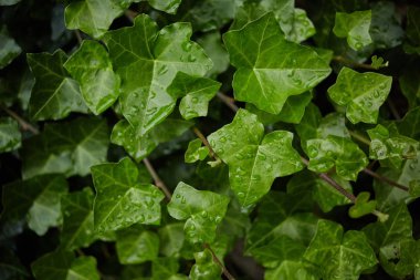 Yeşil otlar yapraklar arka plan ıslak yağmur sonrası