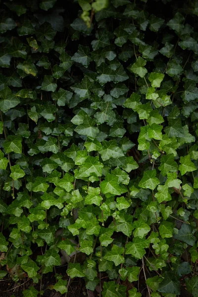 Hierba verde hojas fondo después de la lluvia mojado — Foto de Stock