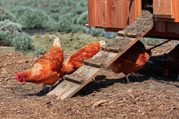 Bauernhof Hühner Geflügel Ostereier Dorf — Stockfoto