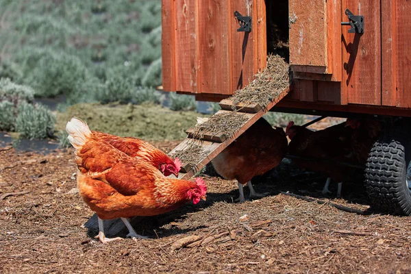 Деревня пасхальных яиц домашней птицы — стоковое фото