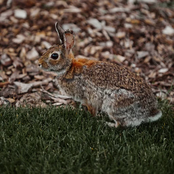Roztomilý chlupatý králík bunny velikonoční venkovní divoká — Stock fotografie