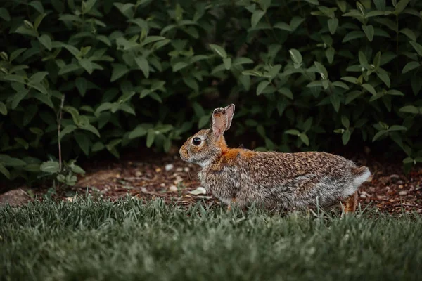 Niedlichen pelzigen Hasen Ostern im Freien wild — Stockfoto