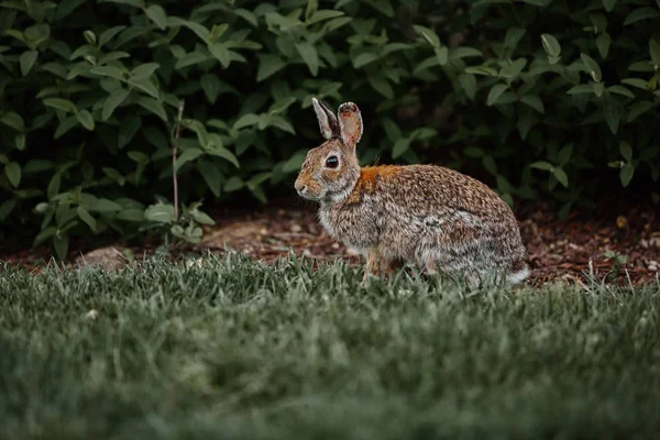Lindo conejo peludo conejo pascua salvaje al aire libre — Foto de Stock