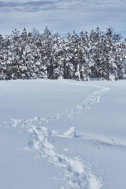 Kar fırtınası doğa güzellik sonra seyir kış fairytale