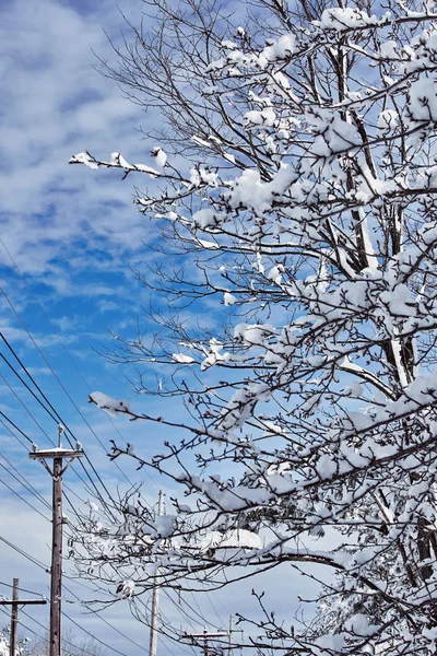 Wintersprookje op zoek na sneeuwstorm natuurschoon — Stockfoto