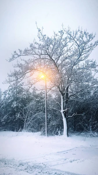 Inverno conto de fadas cuidando de neve beleza natureza tempestade — Fotografia de Stock