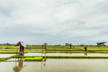 Endonezya, Bali Adası: Paddy görünümü