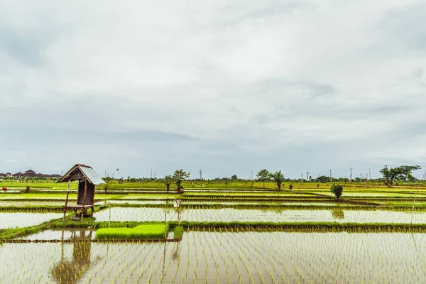 Endonezya, Bali Adası: Paddy görünümü