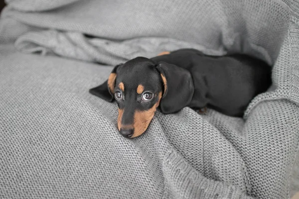 Welpe Dackel auf grauem Strickhintergrund liegt und schaut auf T — Stockfoto