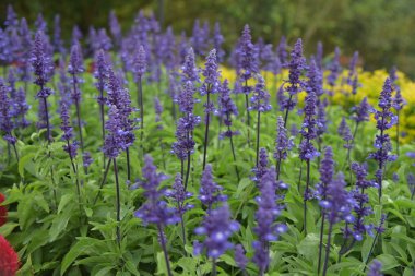 güzel lavanta çiçekleri
