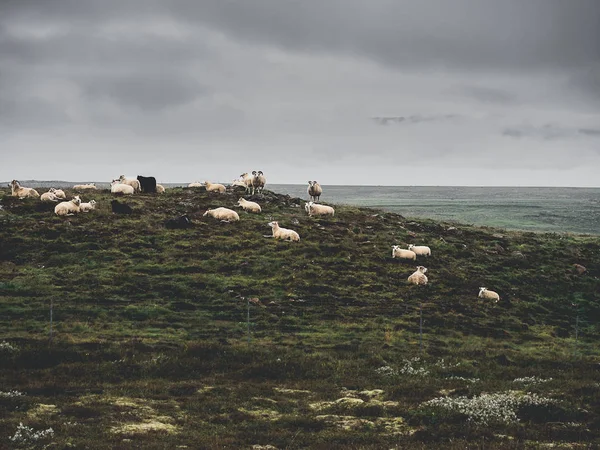 Sheep — Stock Photo, Image