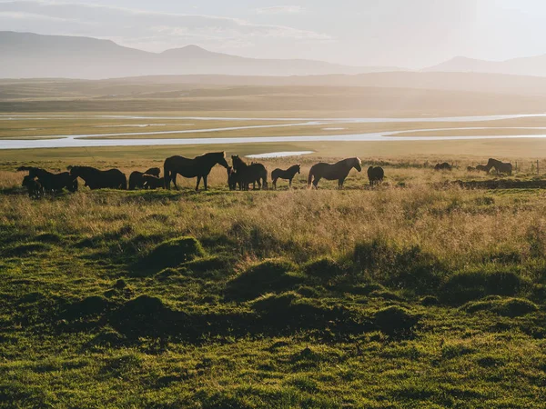 Paarden — Stockfoto