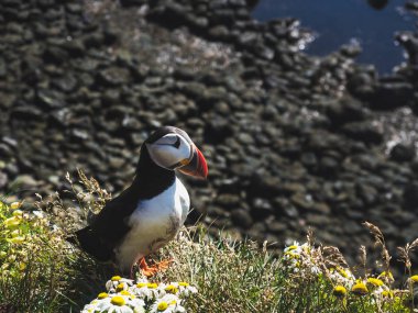 Puffin on grass with flowers at Latrabjarg Bird Cliffs in Iceland clipart