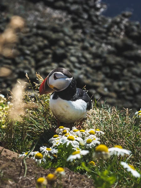 Puffin — Free Stock Photo