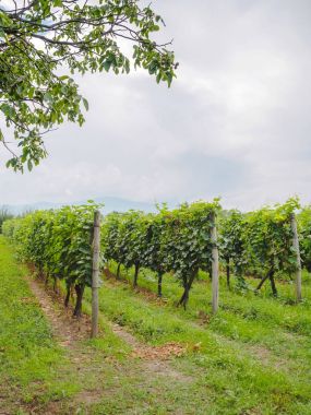 vineyard clipart