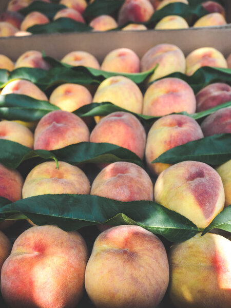 органические