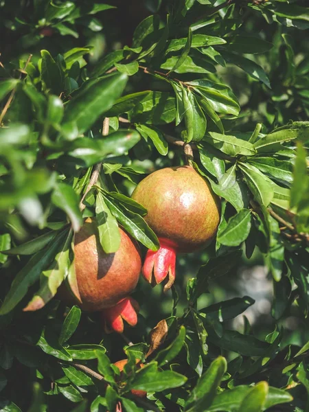 Pomegranates — Free Stock Photo