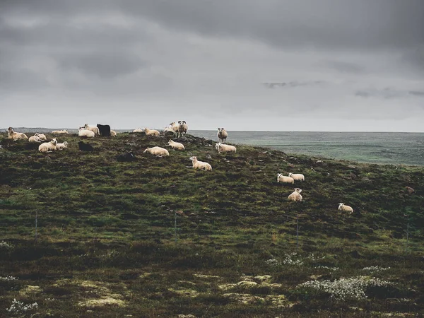 Sheep — Stock Photo